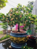 CÂY HOA MẪU ĐƠN TA (TRUYỀN THỐNG)