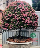 CÂY HOA MẪU ĐƠN TA (TRUYỀN THỐNG)