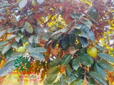 Cây Vú Sữa