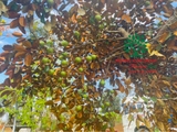 Cây Vú Sữa