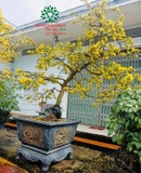 CÂY HOA  MAI VÀNG