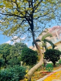 CÂY HOA  MAI VÀNG