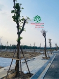 Thi công thực tế 85