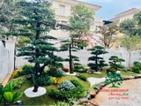 SÂN VƯỜN 54