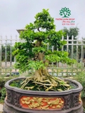 Cây Hoa Nguyệt Quế