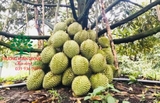 Cây Sầu Riêng