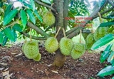 Cây Sầu Riêng