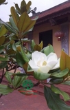 Cây Sen Đất