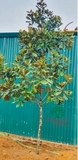 Cây Sen Đất