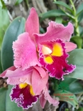 Hoa Lan