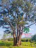 CÂY NHỘI