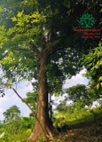 CÂY NHỘI