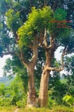 CÂY NHỘI