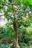 CÂY NHỘI