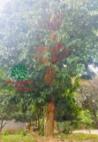 Cây Dâu Da Đất
