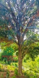 Cây Dâu Da Đất