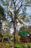 CÂY SƯA