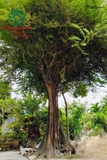 CÂY MAI CHIẾU THỦY