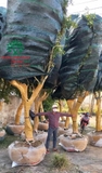 Thi công thực tế 86