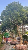 Thi công thực tế 86