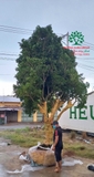 Thi công thực tế 86