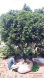 Thi công thực tế 86