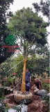 Thi công thực tế 86