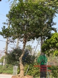 Thi công thực tế 86