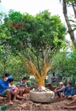 Thi công thực tế 86