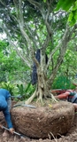 Thi công thực tế 86