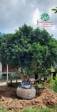 Thi công thực tế 86