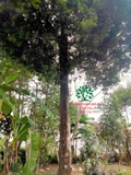 Cây Thanh Trà