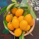 Cây Thanh Trà