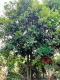 Cây Thanh Trà