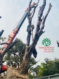 Thi công thực tế 87