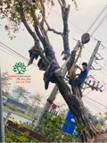 Thi công thực tế 87