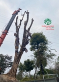 Thi công thực tế 87