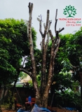 Thi công thực tế 88