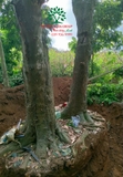 Thi công thực tế 88