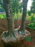 Thi công thực tế 88