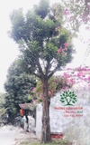 Cây Trứng Gà