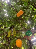 Cây Trứng Gà