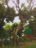 Cây Nhãn