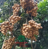 Cây Nhãn