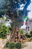 Cây Nhãn