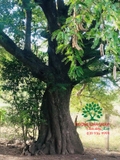 Cây Nhãn