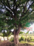 Cây Nhãn