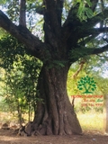 Cây Nhãn