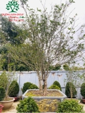 CÂY HOA MỘC HƯƠNG