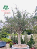 CÂY HOA MỘC HƯƠNG
